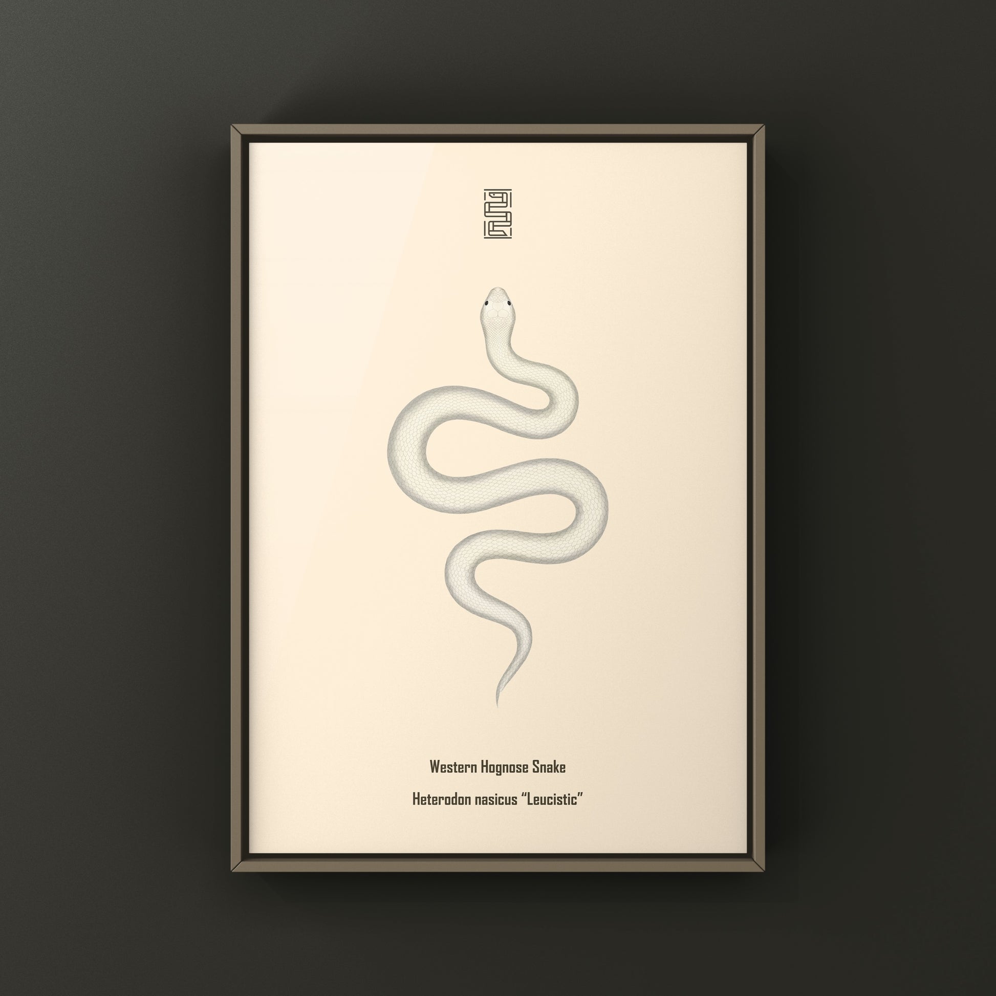 Leucistic Western Hognose Snake art print by The Silk Ranch, showcasing a detailed illustration of the Heterodon nasicus in natural colors.