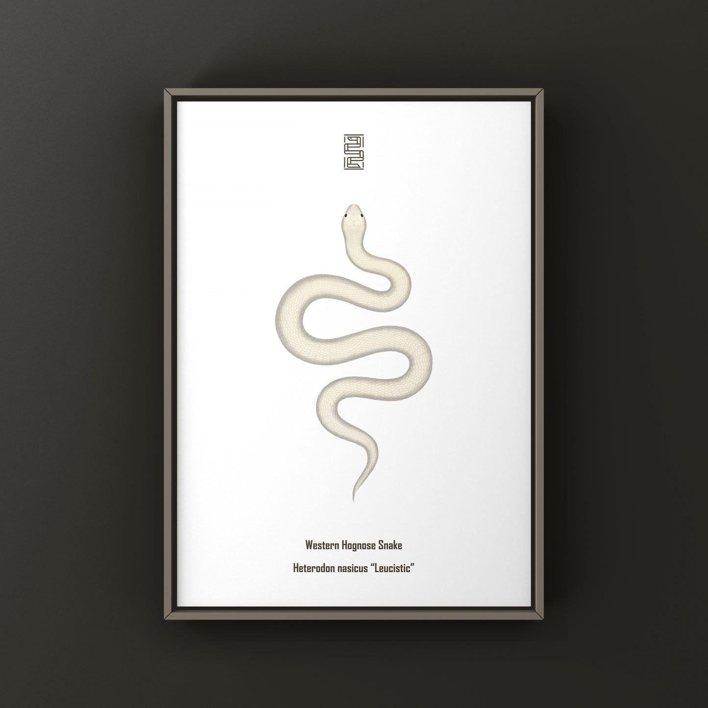 Leucistic Western Hognose Snake art print by The Silk Ranch featuring a pale, detailed illustration of the Heterodon nasicus species.