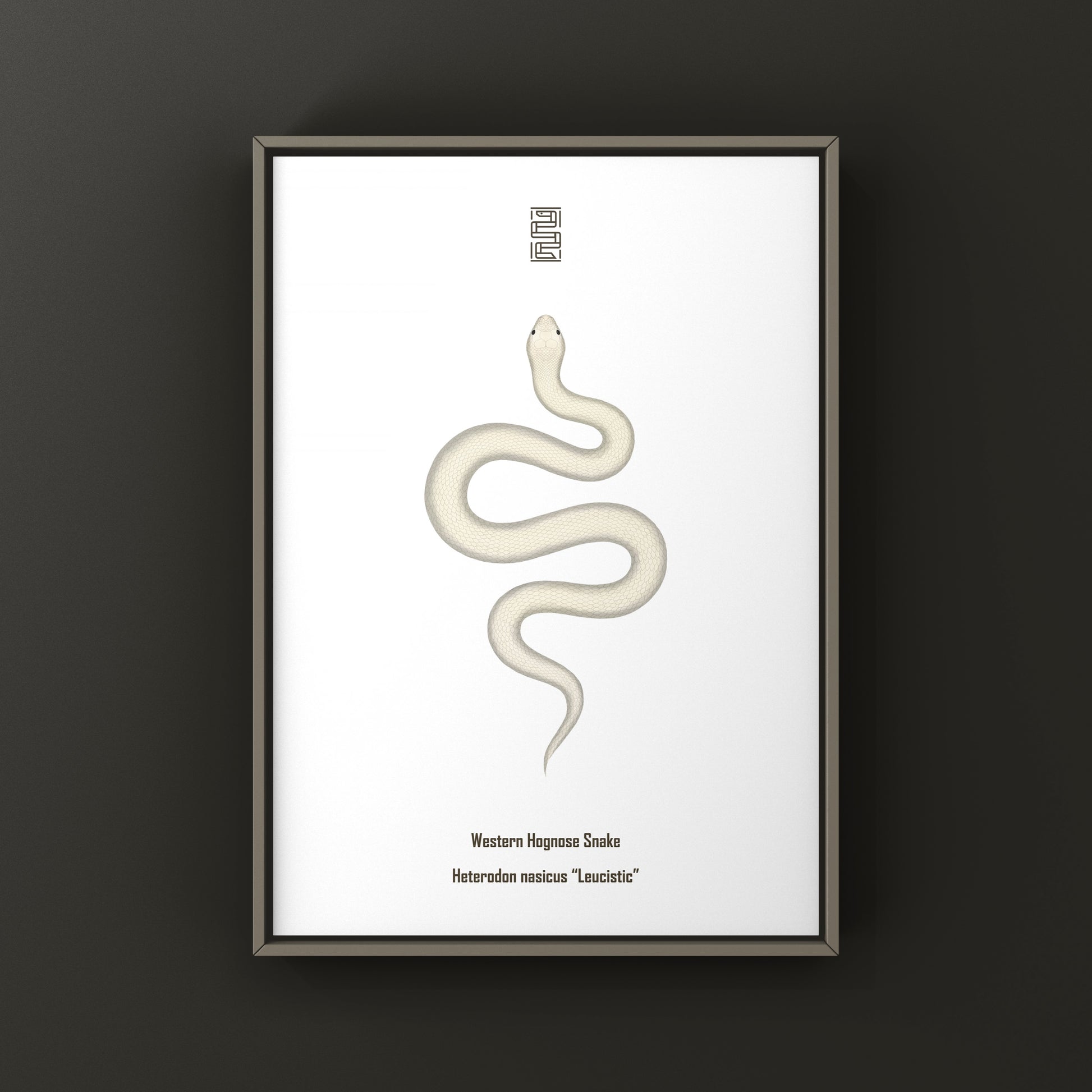 Leucistic Western Hognose Snake art print by The Silk Ranch featuring a pale, detailed illustration of the Heterodon nasicus species.
