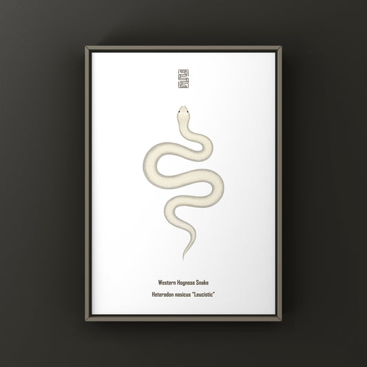 Leucistic Western Hognose Snake art print by The Silk Ranch featuring a pale, detailed illustration of the Heterodon nasicus species.