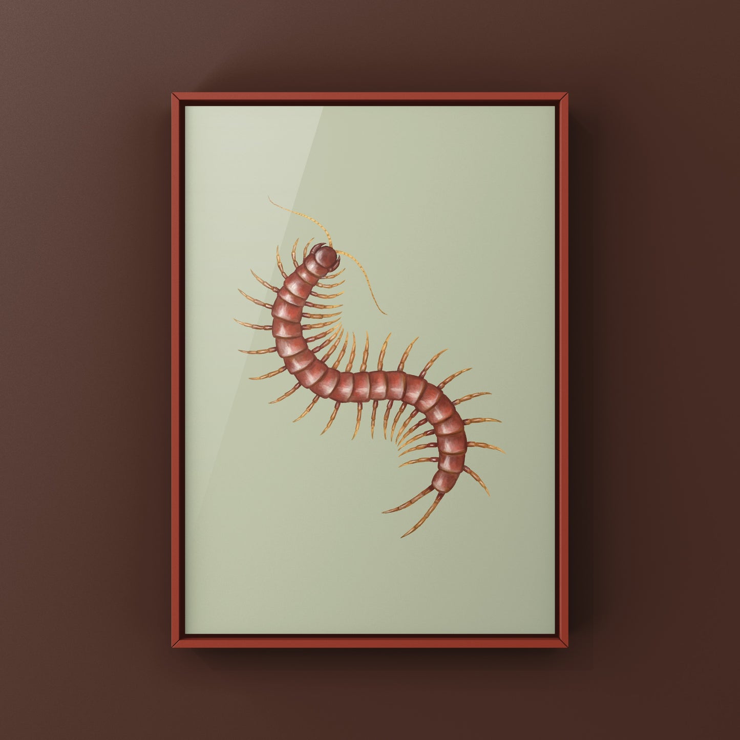 Hispaniola Giant Red Centipede Art Print (Scolopendra alternans)