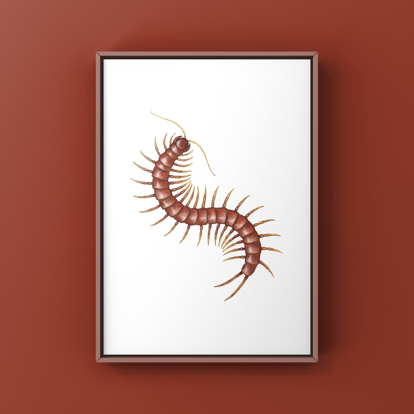 Hispaniola Giant Red Centipede Art Print (Scolopendra alternans)
