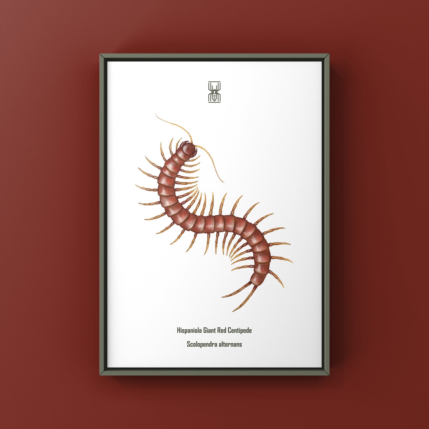 Hispaniola Giant Red Centipede Art Print (Scolopendra alternans)