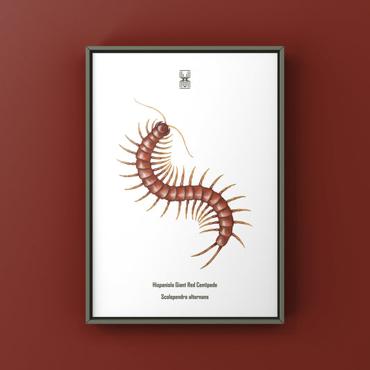 Hispaniola Giant Red Centipede Art Print (Scolopendra alternans) from The Silk Ranch