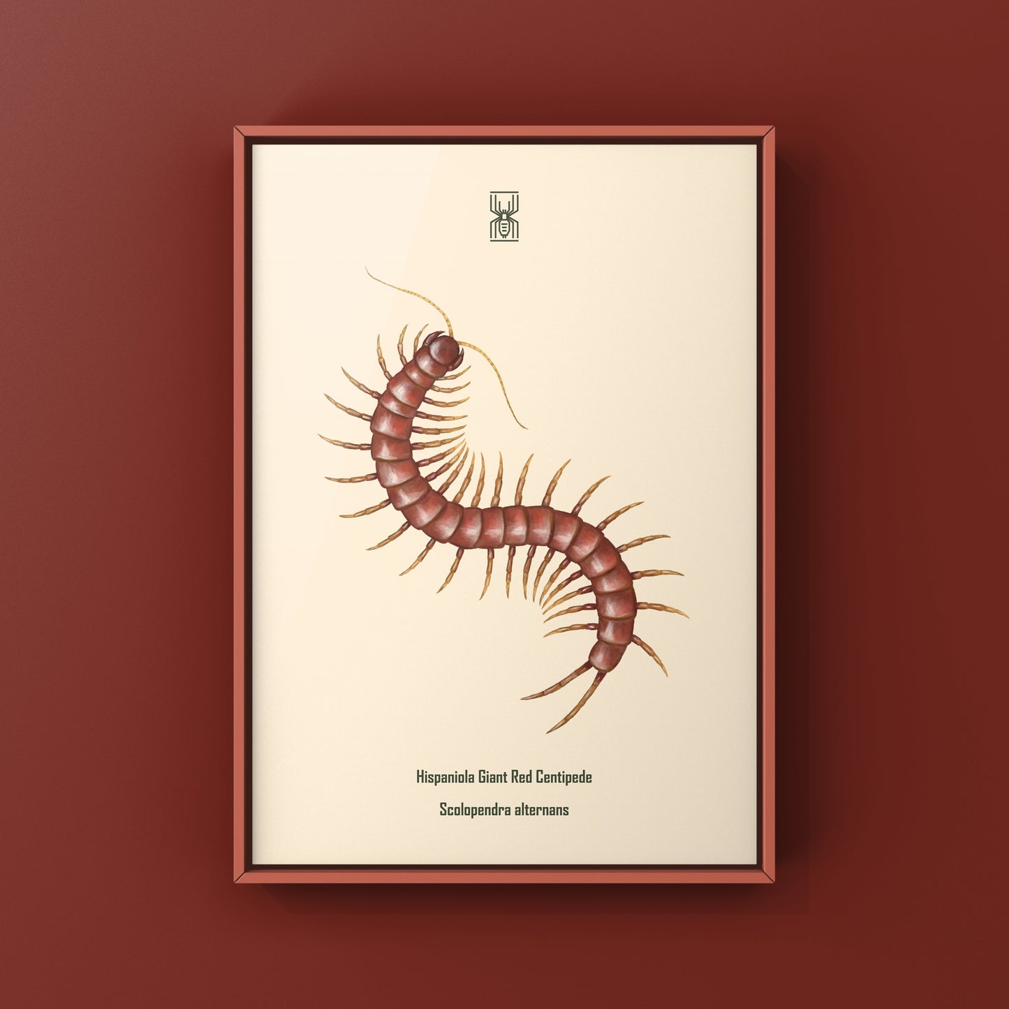 Hispaniola Giant Red Centipede Art Print (Scolopendra alternans)