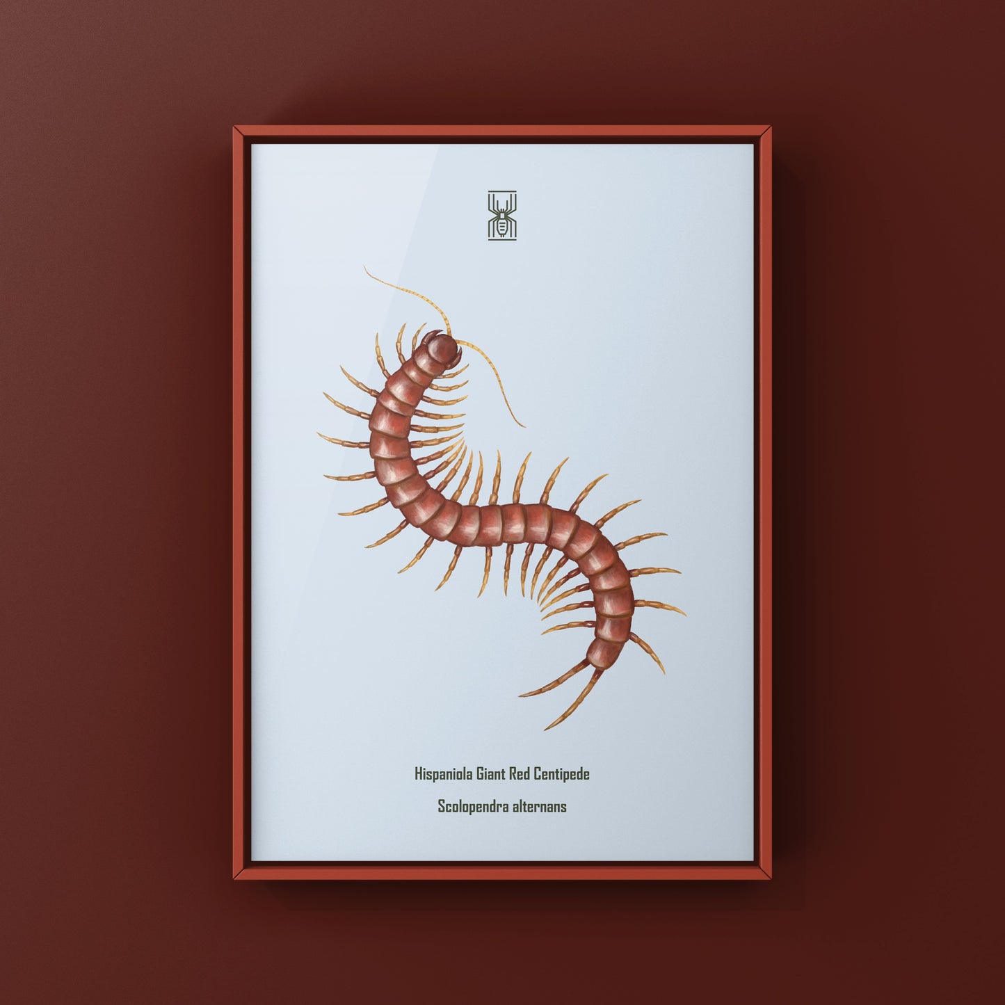 Hispaniola Giant Red Centipede Art Print (Scolopendra alternans)