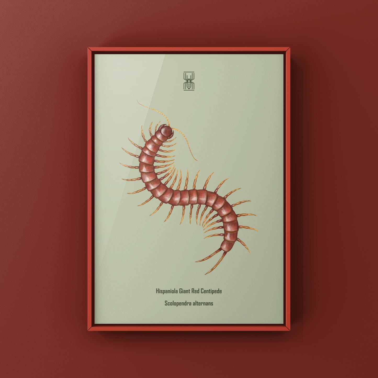 Hispaniola Giant Red Centipede Art Print (Scolopendra alternans)