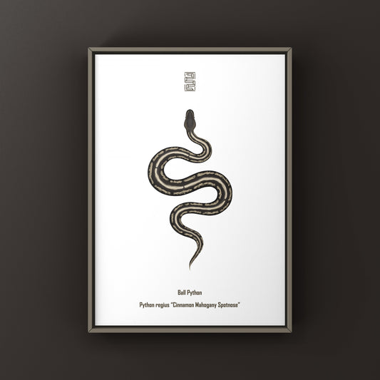 Cinnamon Mahogany Ball Python Ball Python Art Print (Python regius) from The Silk Ranch