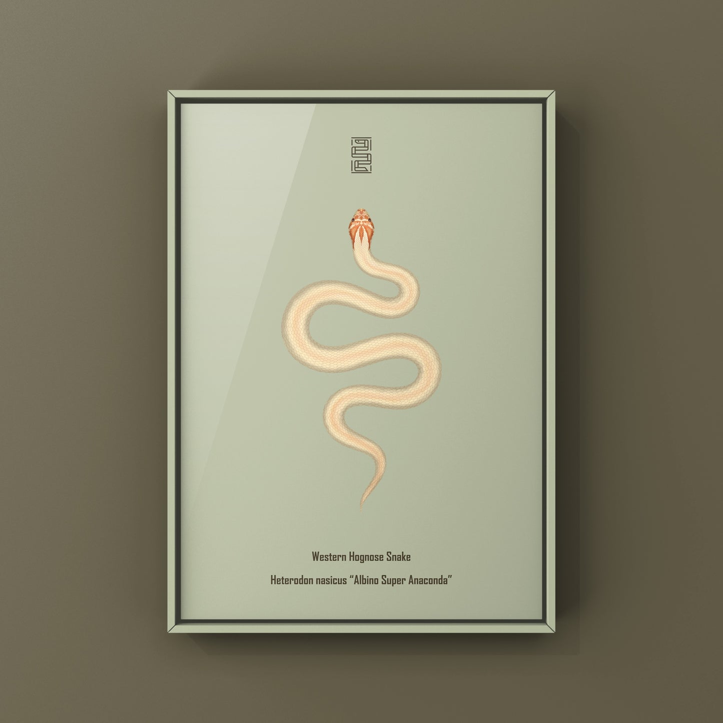 Albino Super Anaconda Western Hognose Snake Art Print (Heterodon nasicus)