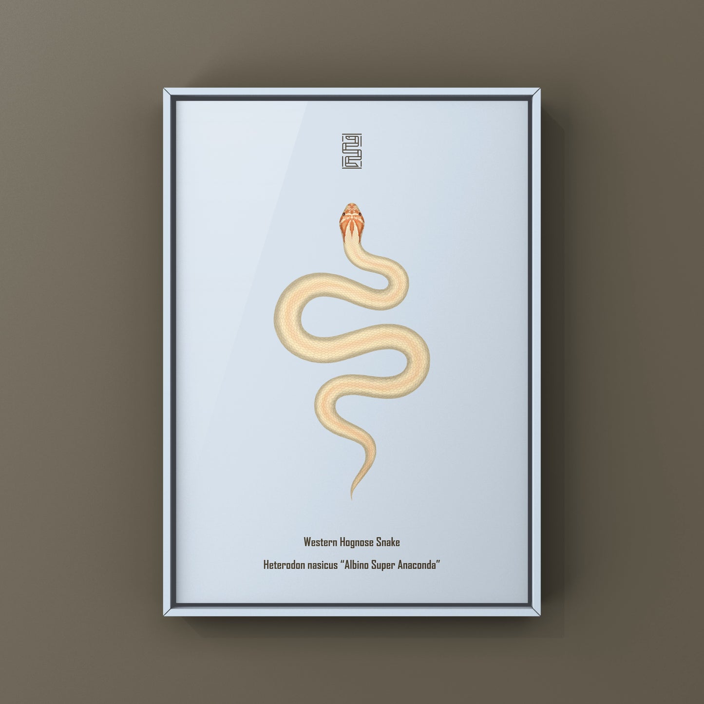 Albino Super Anaconda Western Hognose Snake Art Print (Heterodon nasicus)