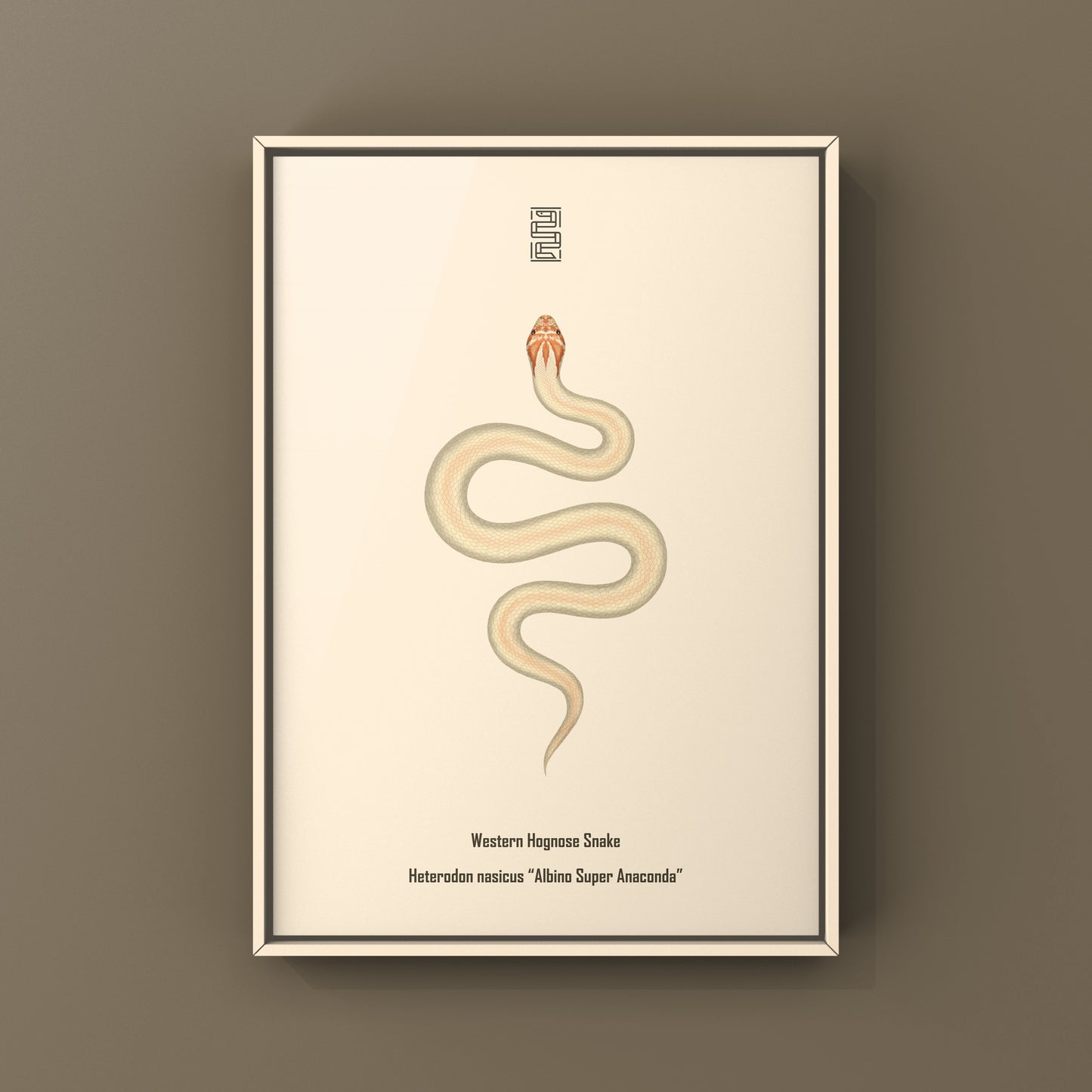 Albino Super Anaconda Western Hognose Snake Art Print (Heterodon nasicus)