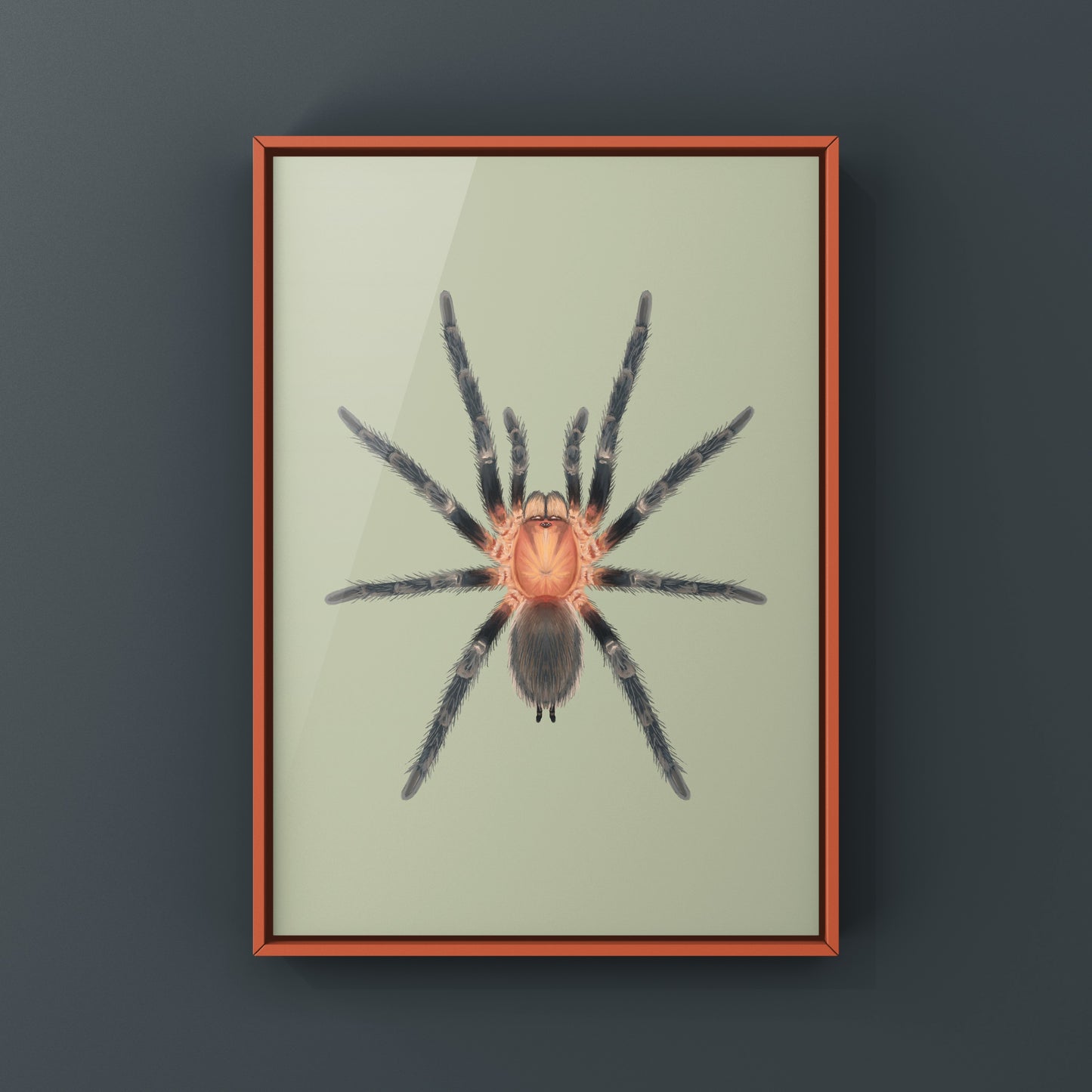 Trinidad Pink Tarantula Art Print (Holothele longipes)
