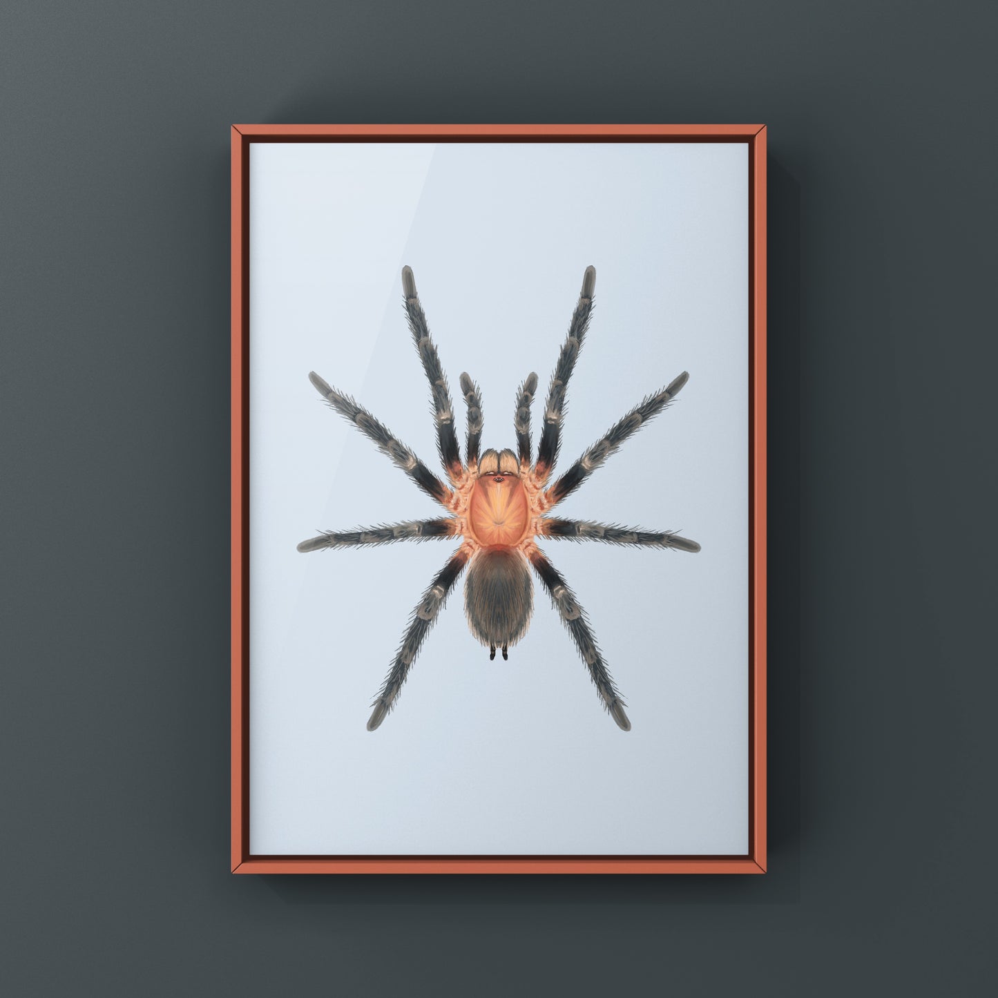 Trinidad Pink Tarantula Art Print (Holothele longipes)
