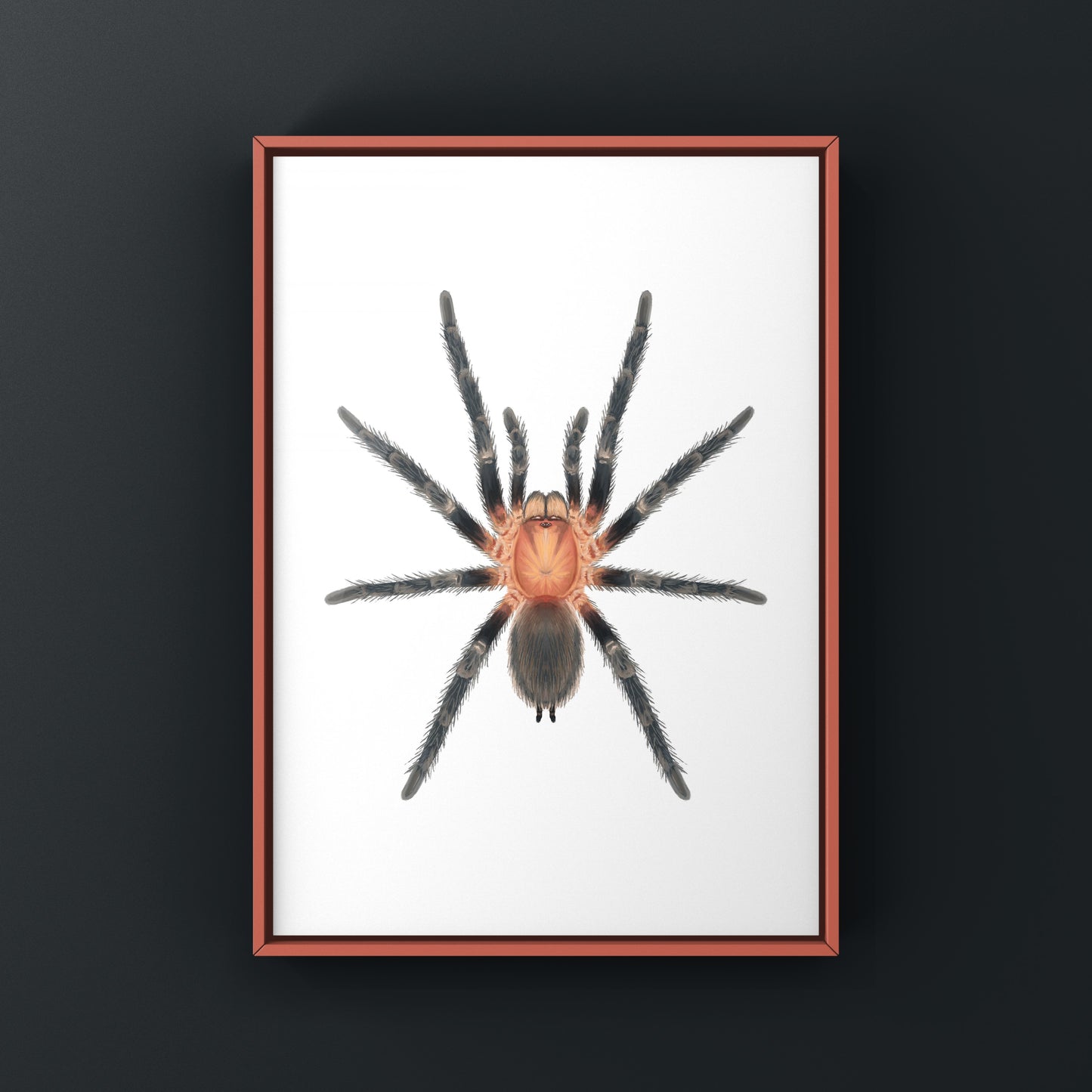 Trinidad Pink Tarantula Art Print (Holothele longipes)