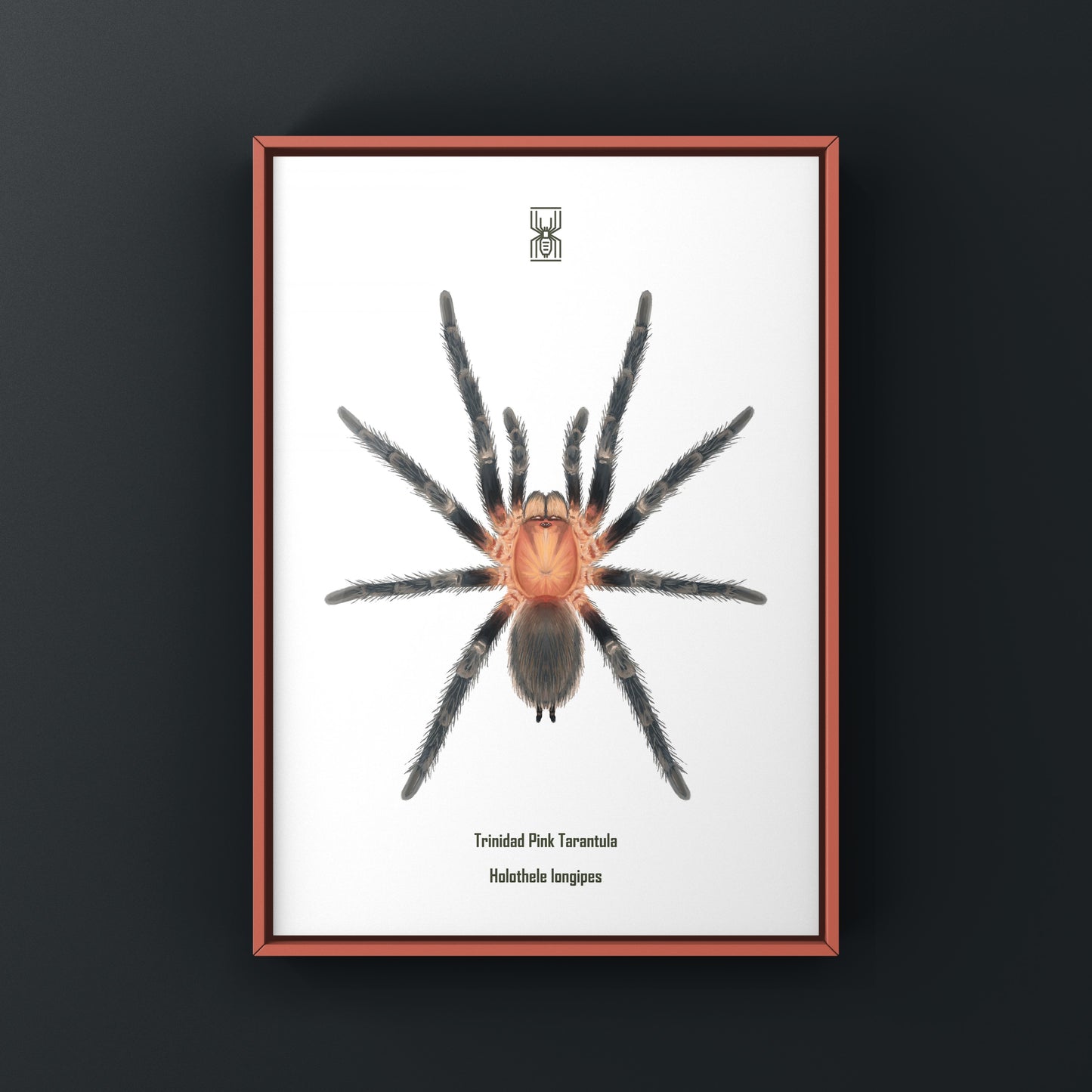 Trinidad Pink Tarantula Art Print (Holothele longipes)