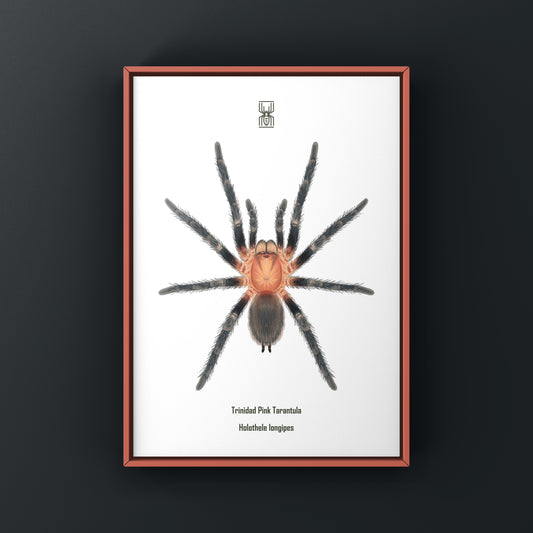 Trinidad Pink Tarantula Art Print (Holothele longipes) from The Silk Ranch