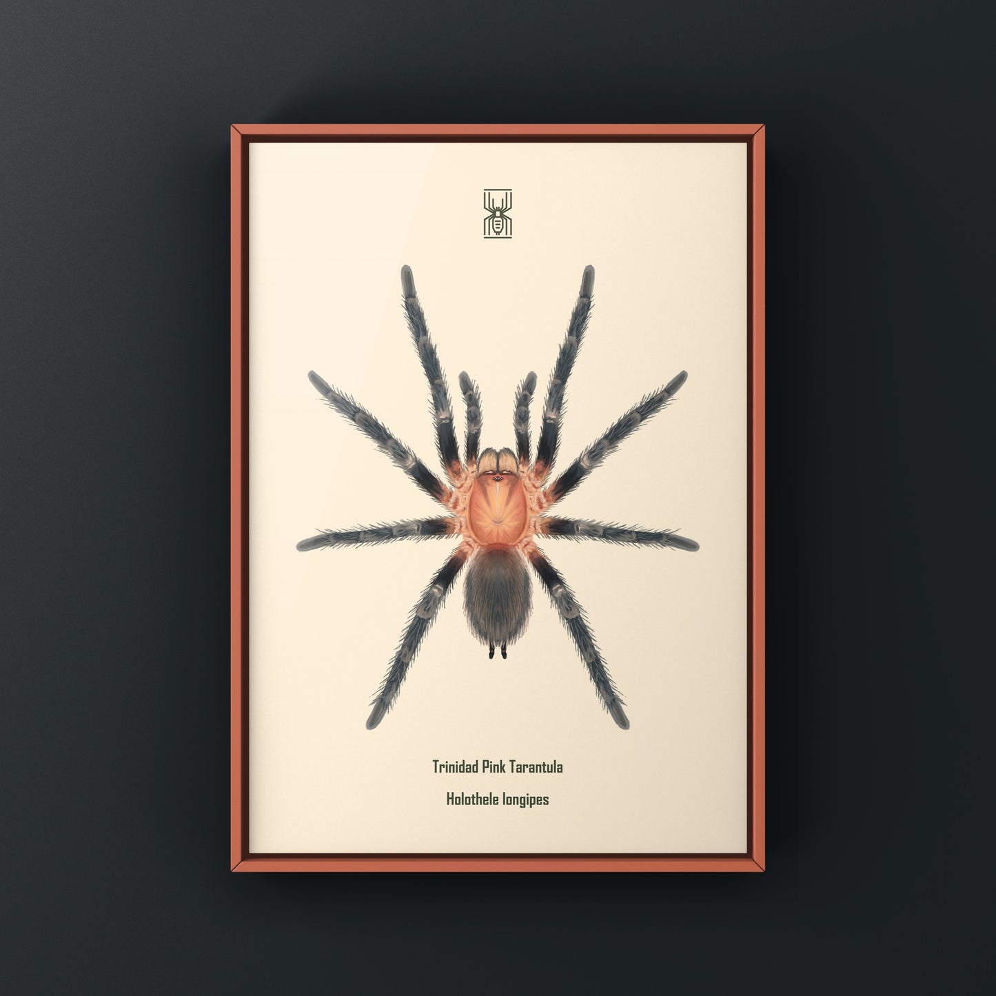 Trinidad Pink Tarantula Art Print (Holothele longipes)