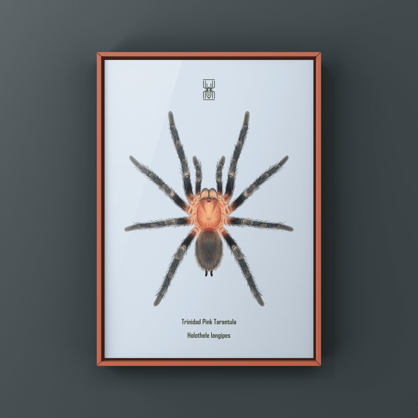 Trinidad Pink Tarantula Art Print (Holothele longipes)