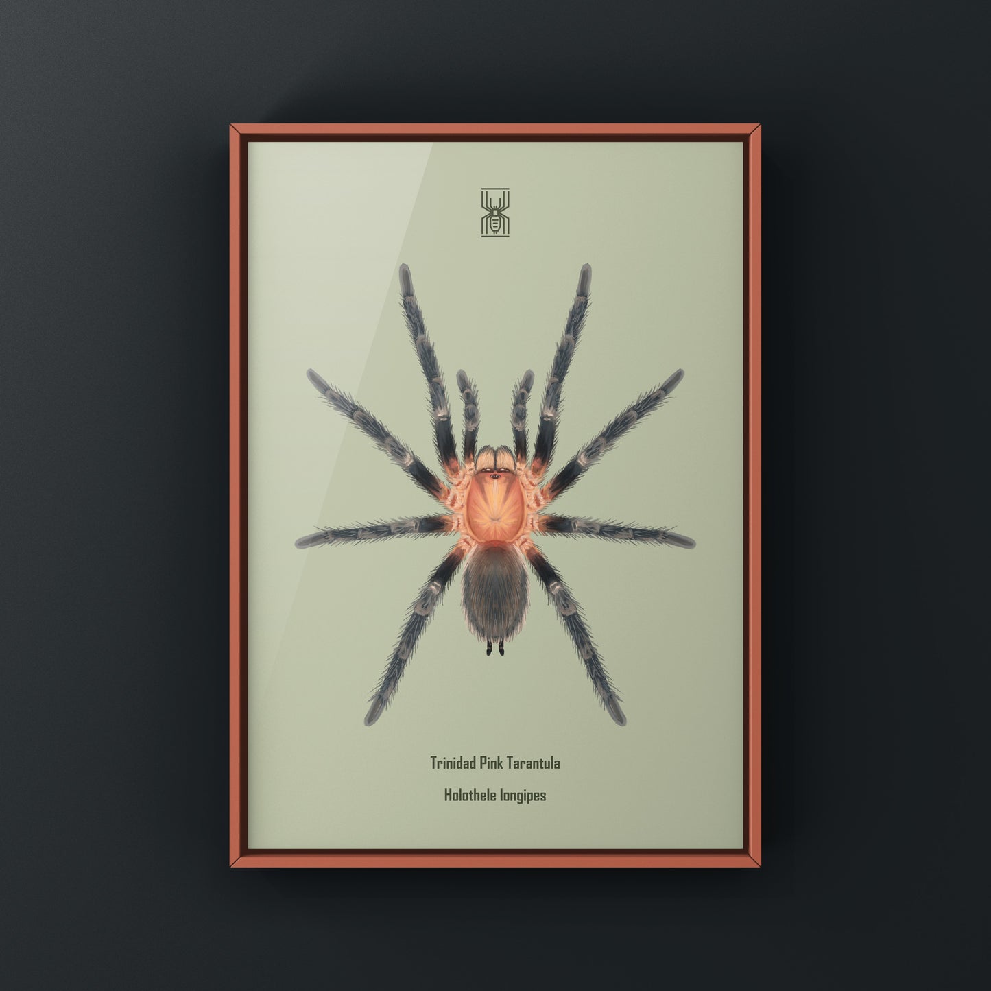 Trinidad Pink Tarantula Art Print (Holothele longipes)