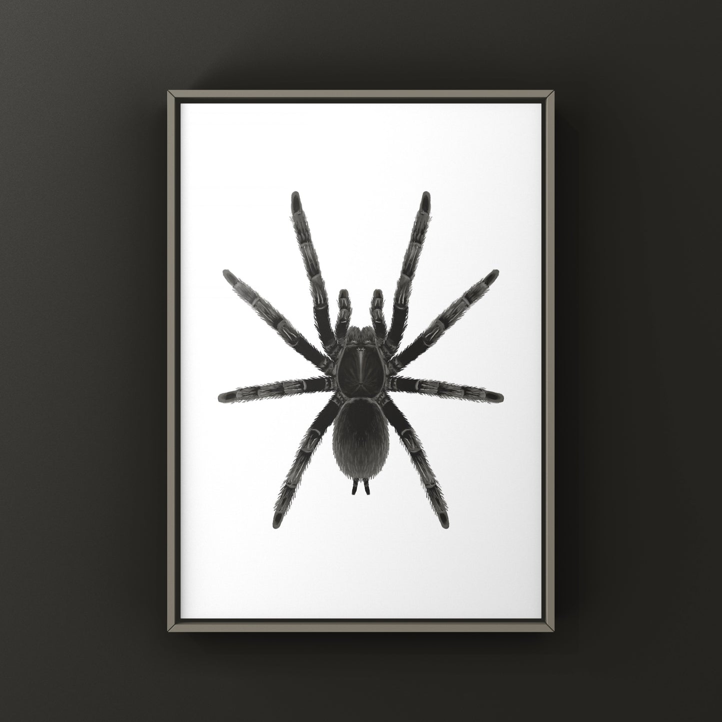 Dark Earth Tiger Tarantula Art Print (Chilobrachys sp. Kaeng Krachan)