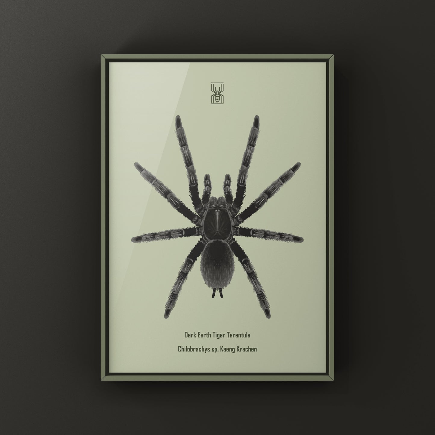 Dark Earth Tiger Tarantula Art Print (Chilobrachys sp. Kaeng Krachan)