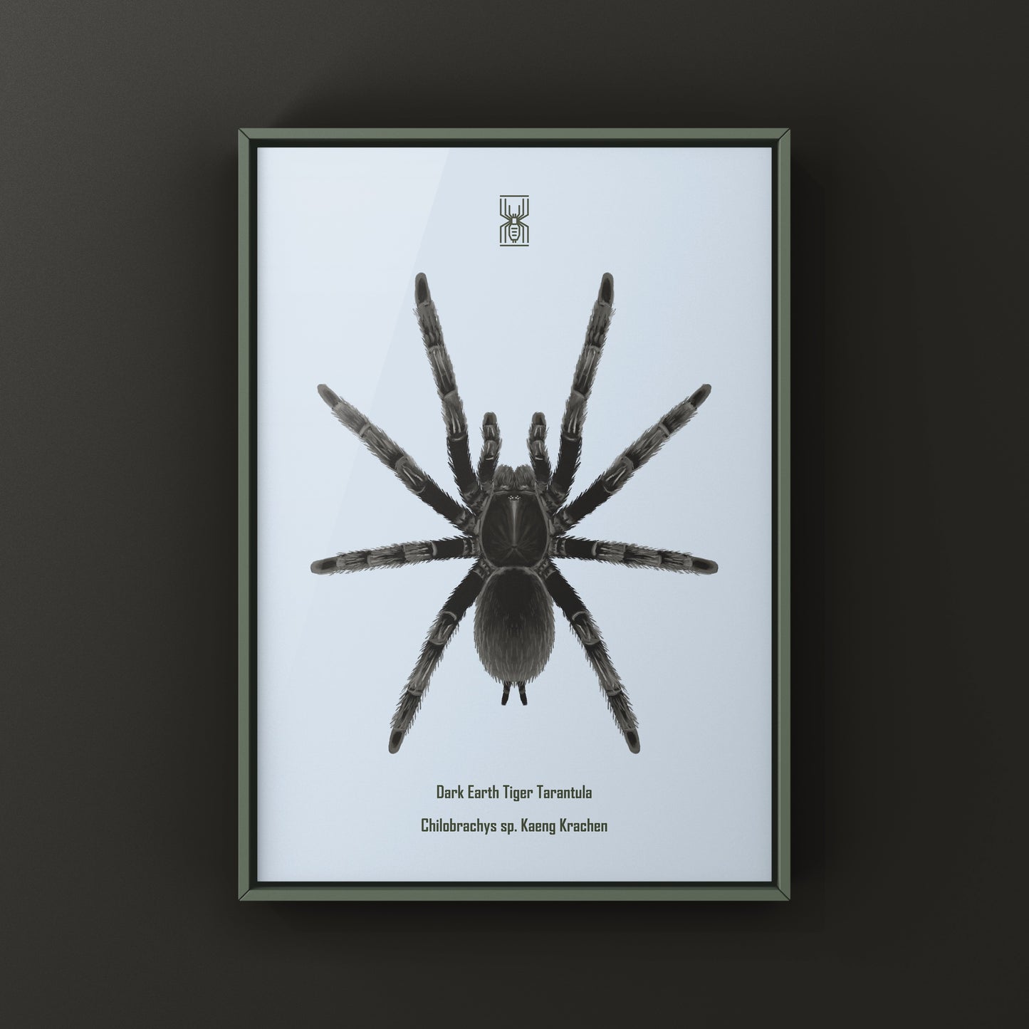 Dark Earth Tiger Tarantula Art Print (Chilobrachys sp. Kaeng Krachan)
