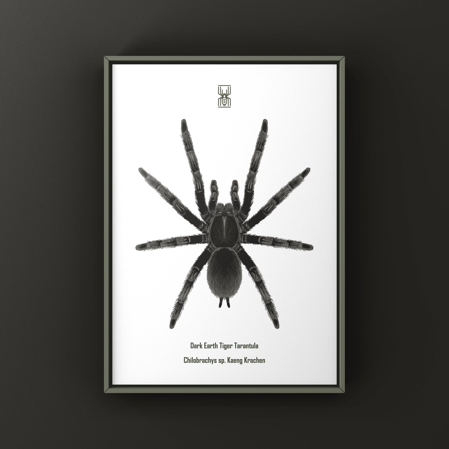 Dark Earth Tiger Tarantula Art Print (Chilobrachys sp. Kaeng Krachan)