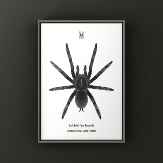 Dark Earth Tiger Tarantula Art Print (Chilobrachys sp. Kaeng Krachan) from The Silk Ranch