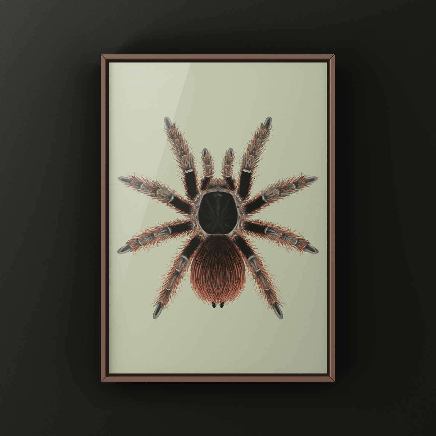 Brazilian Red Tarantula Art Print (Nhandu carapoensis)