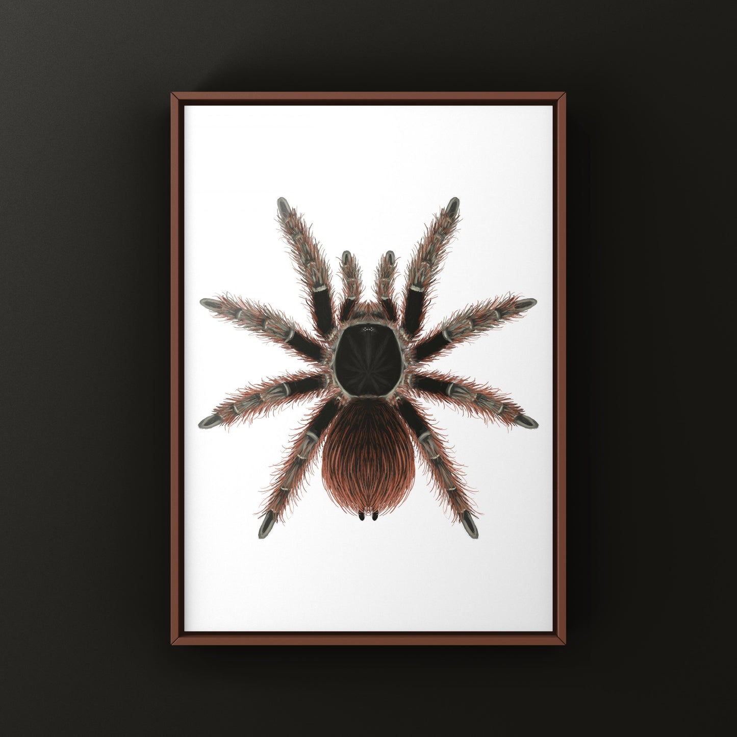 Brazilian Red Tarantula Art Print (Nhandu carapoensis)