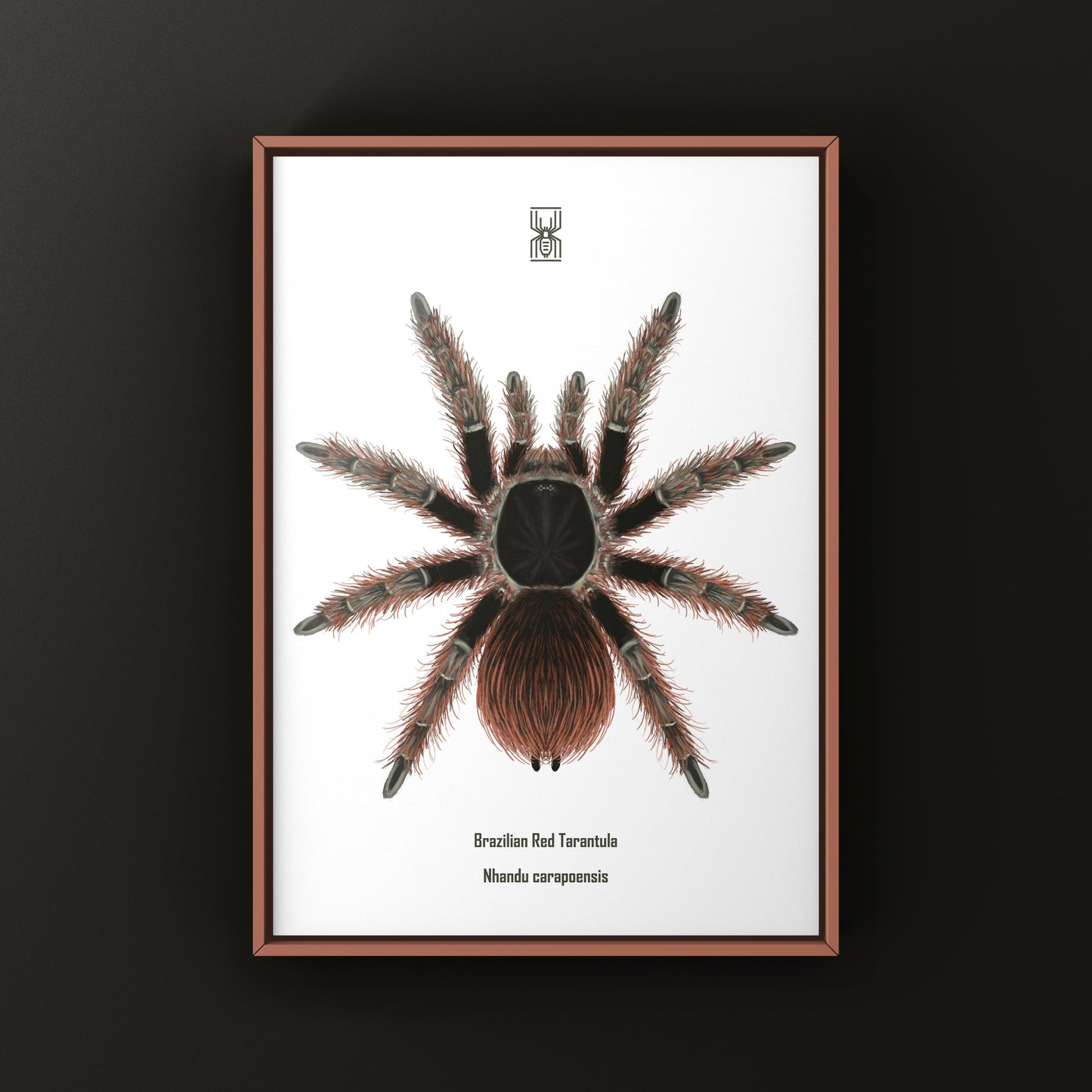 Brazilian Red Tarantula Art Print (Nhandu carapoensis)