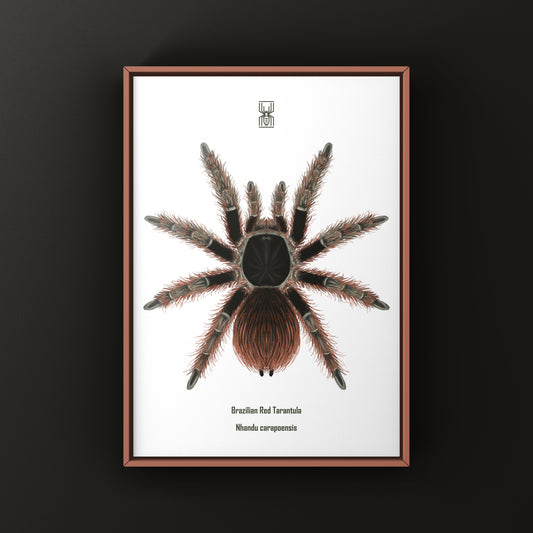 Brazilian Red Tarantula Art Print (Nhandu carapoensis) from The Silk Ranch