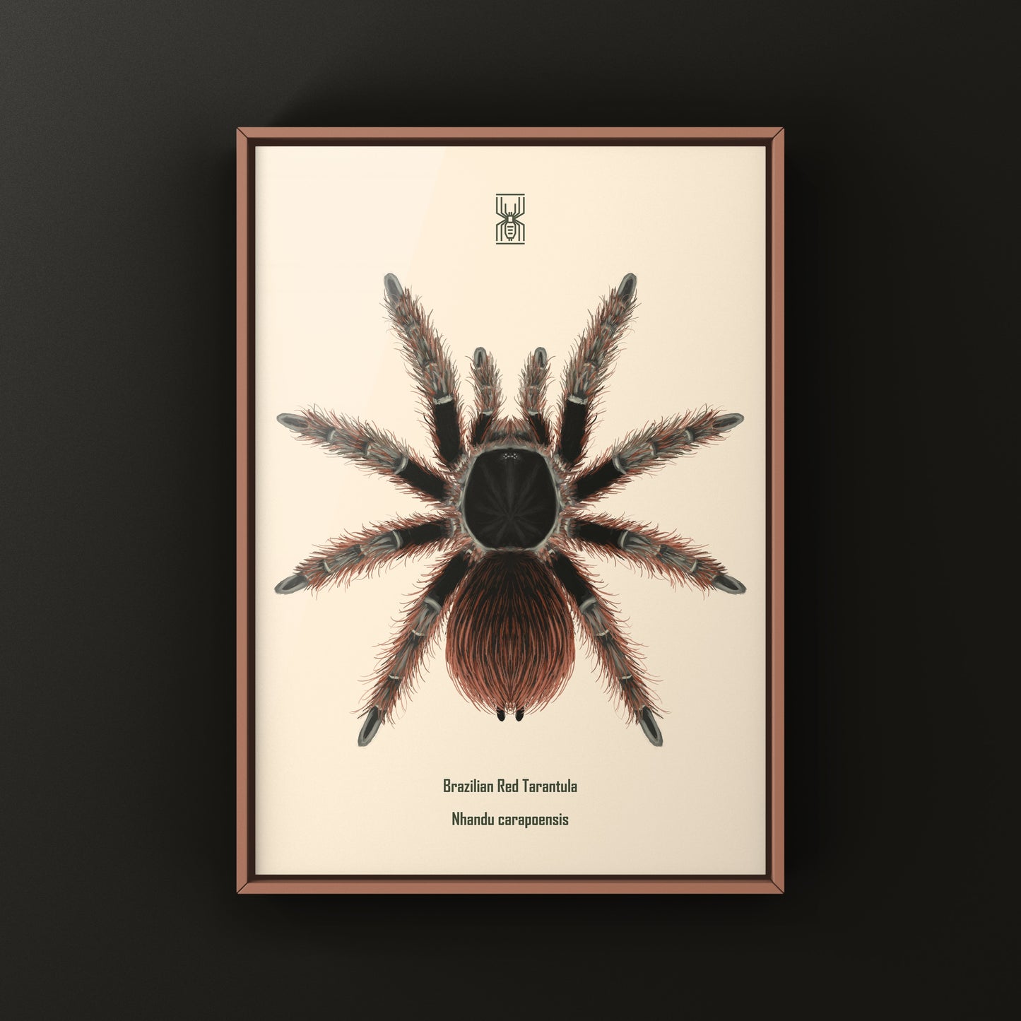 Brazilian Red Tarantula Art Print (Nhandu carapoensis)