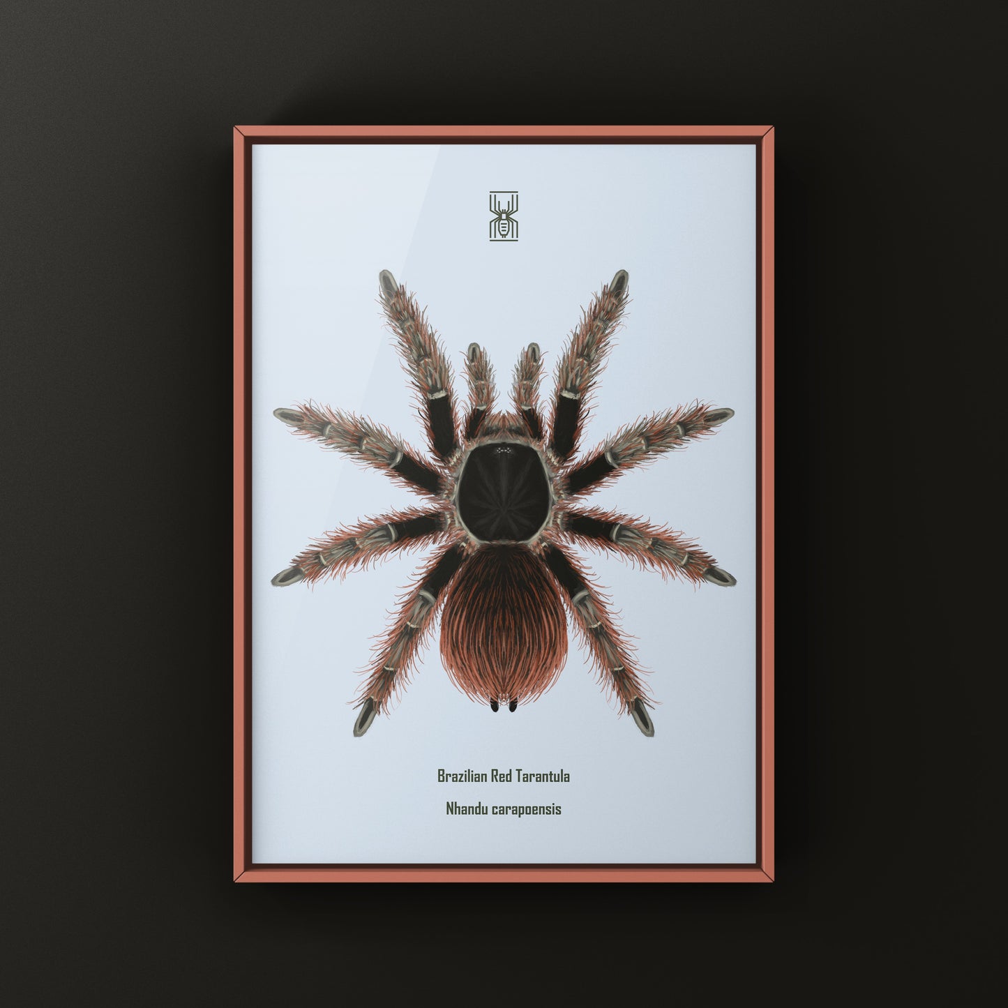 Brazilian Red Tarantula Art Print (Nhandu carapoensis)
