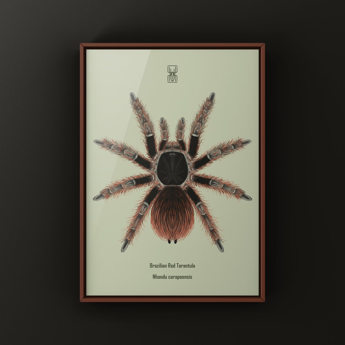 Brazilian Red Tarantula Art Print (Nhandu carapoensis)