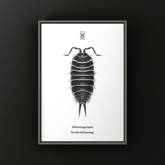 Hoffmannseggi Isopod art print by The Silk Ranch featuring detailed illustration of Porcellio hoffmannseggi on white background