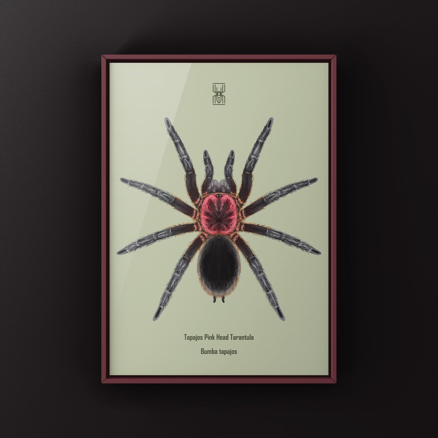 Tapajos Pink Head Tarantula Art Print (Bumba tapajos)