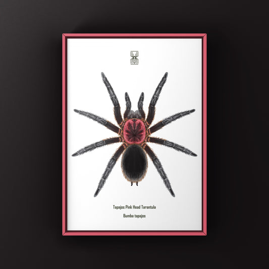 Tapajos Pink Head Tarantula Art Print (Bumba tapajos) from The Silk Ranch