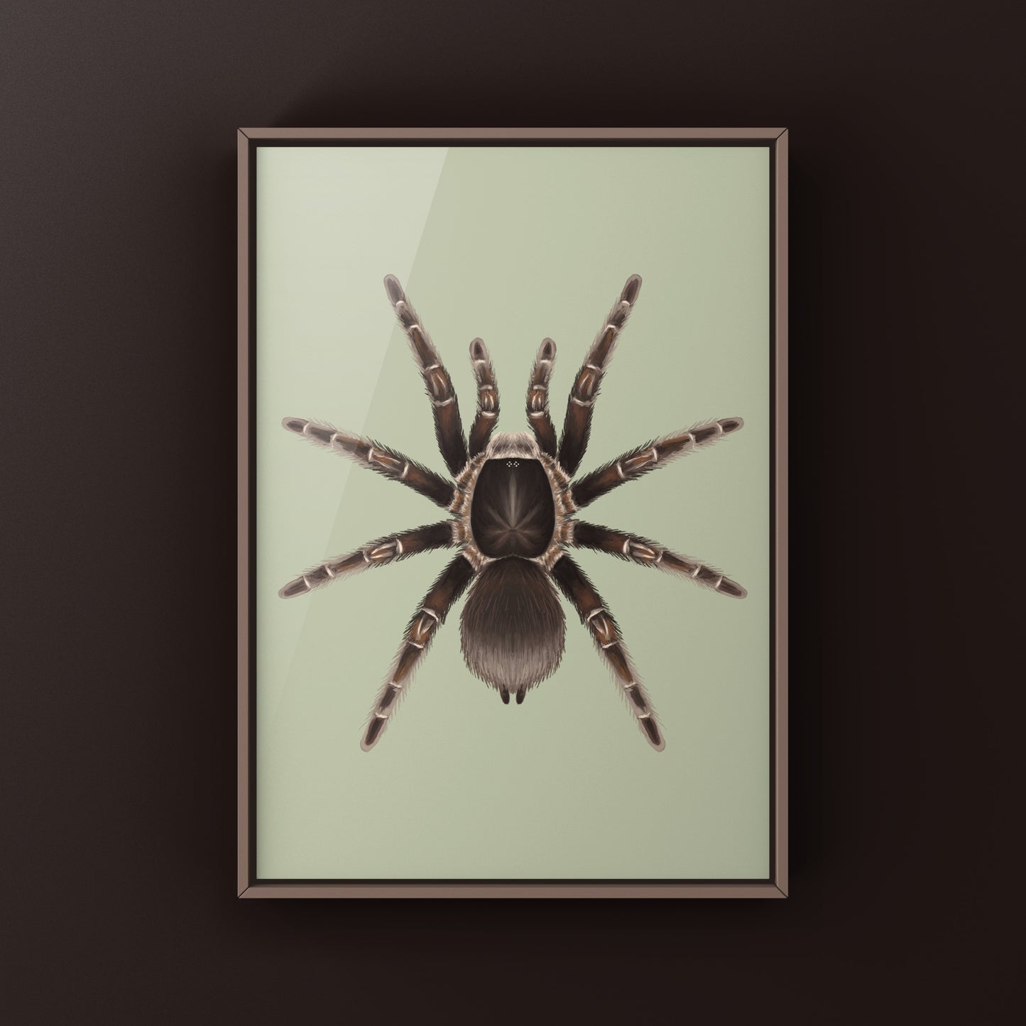 Cameroon Red Baboon Tarantula Art Print (Hysterocrates gigas)
