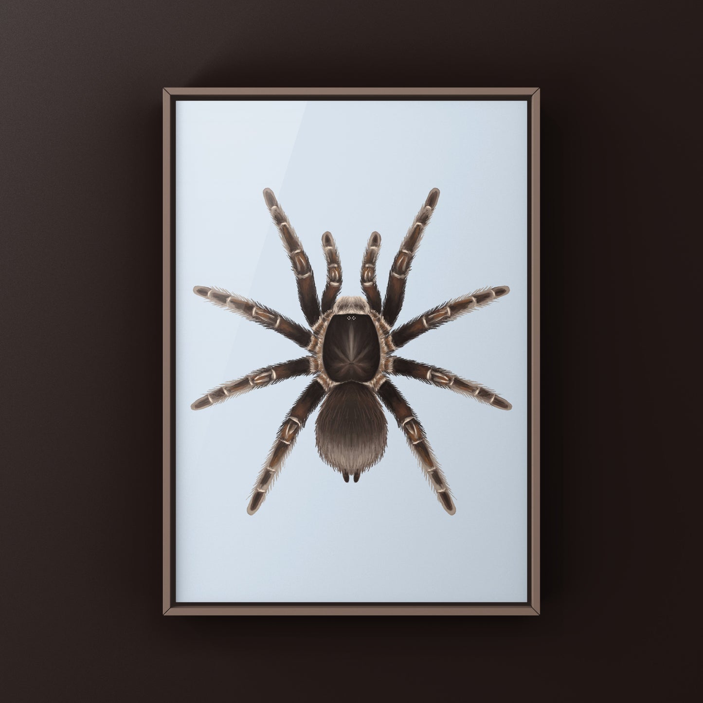Cameroon Red Baboon Tarantula Art Print (Hysterocrates gigas)