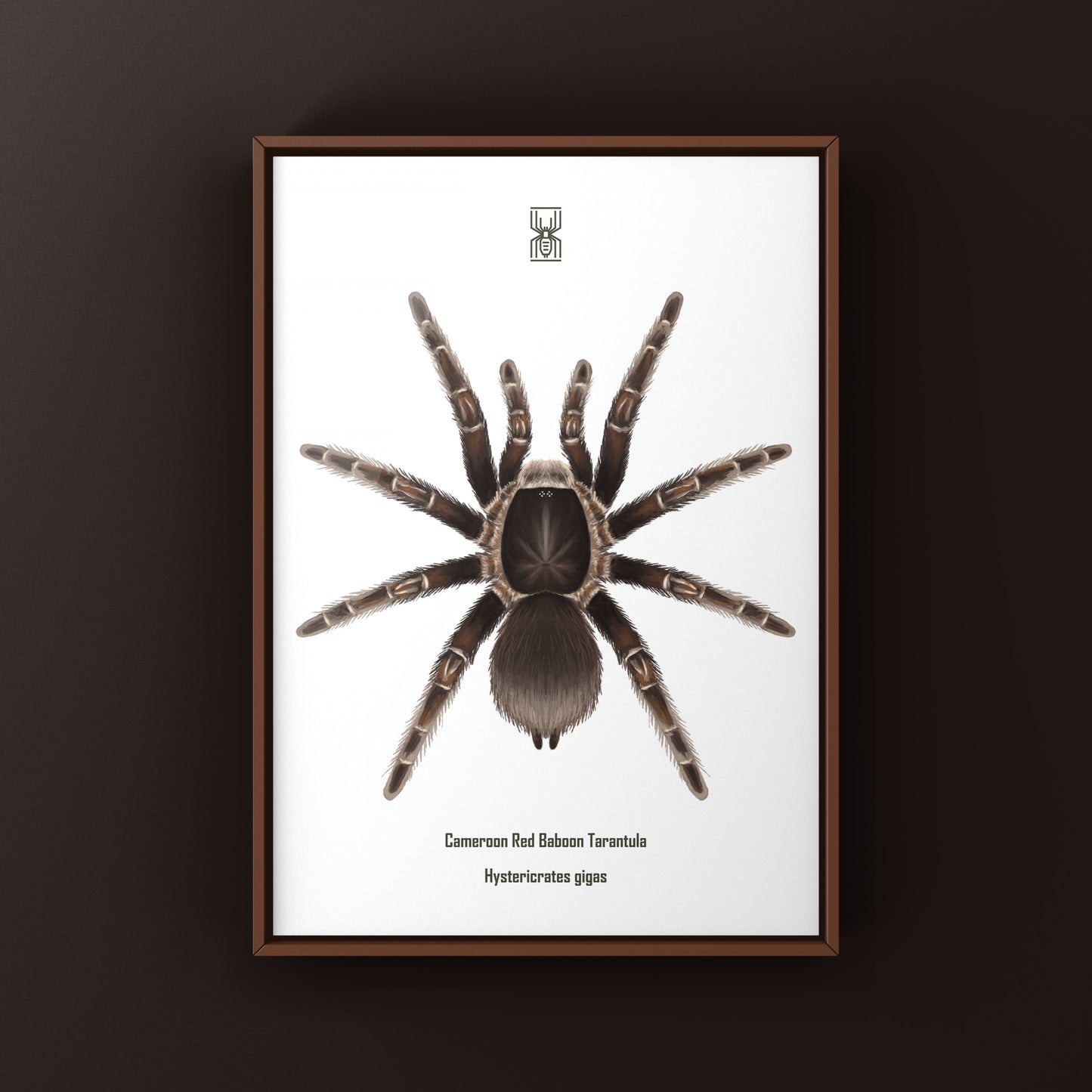 Cameroon Red Baboon Tarantula Art Print (Hysterocrates gigas)