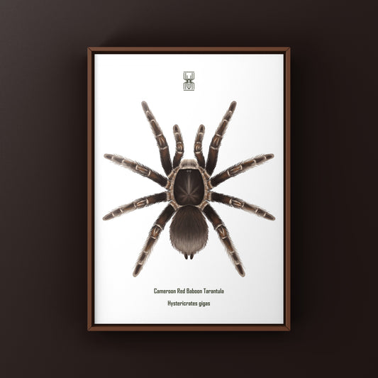 Cameroon Red Baboon Tarantula Art Print (Hysterocrates gigas) from The Silk Ranch