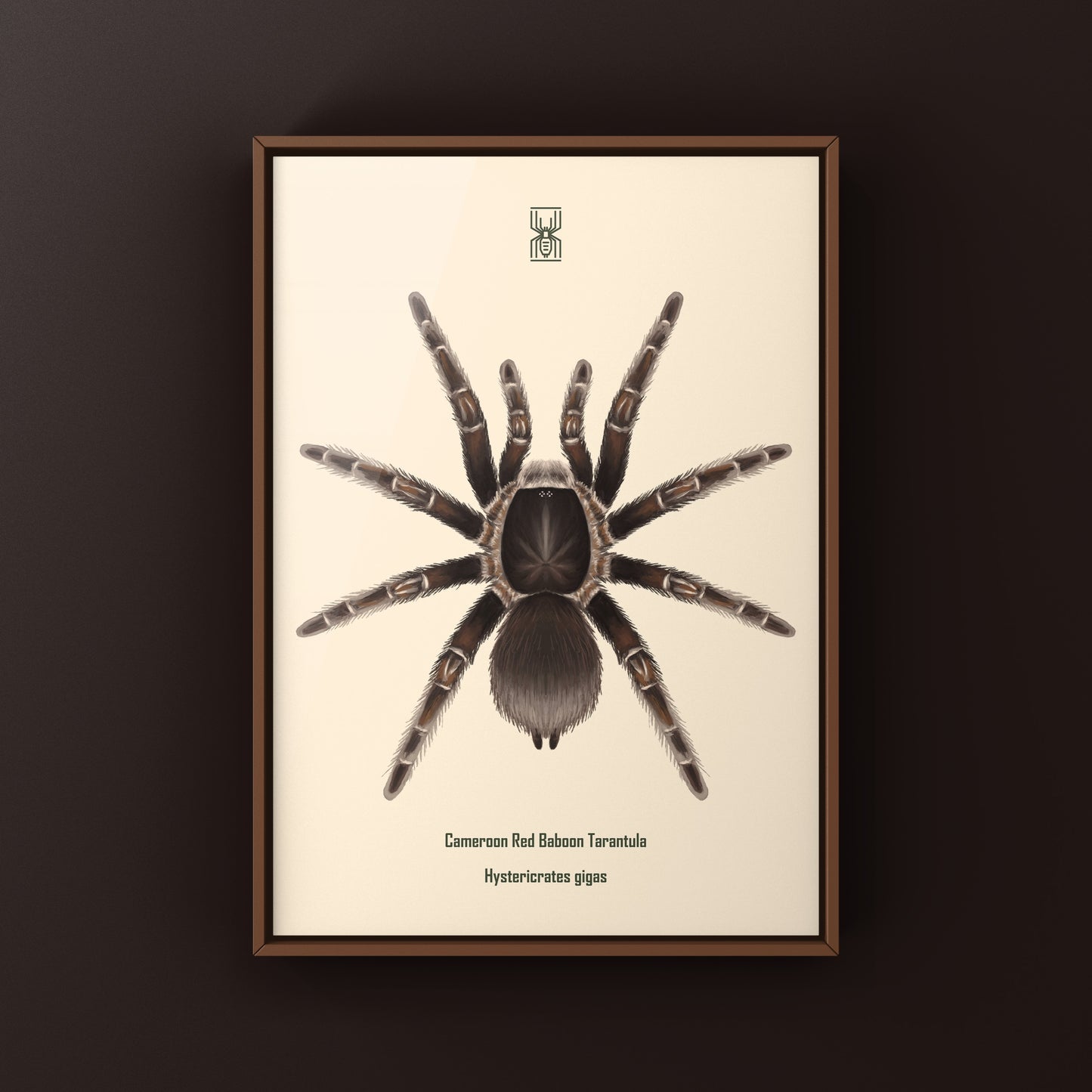 Cameroon Red Baboon Tarantula Art Print (Hysterocrates gigas)