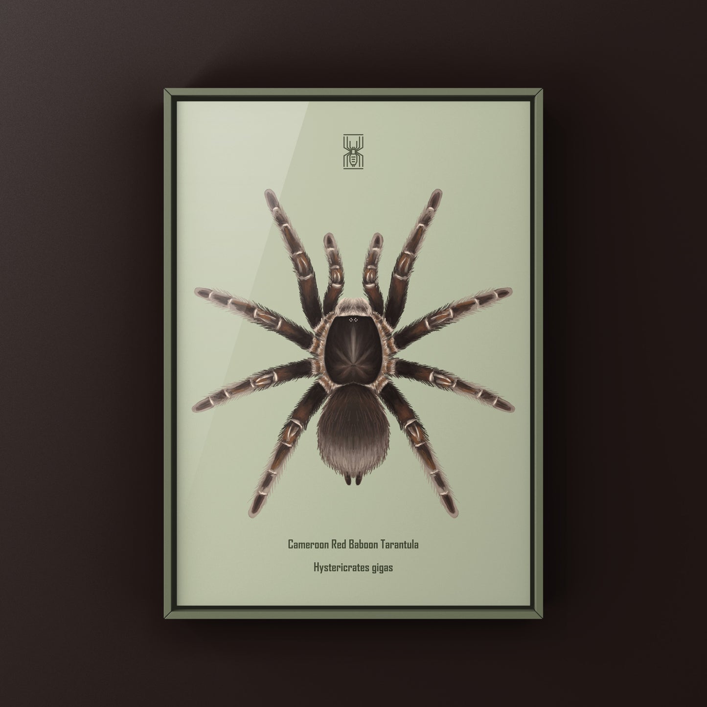 Cameroon Red Baboon Tarantula Art Print (Hysterocrates gigas)