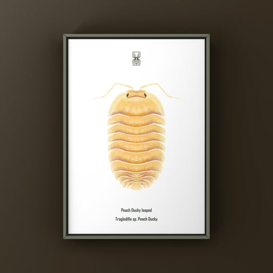 Peach Ducky Isopod art print by The Silk Ranch featuring detailed illustration of Troglodillo sp. isopod on white background
