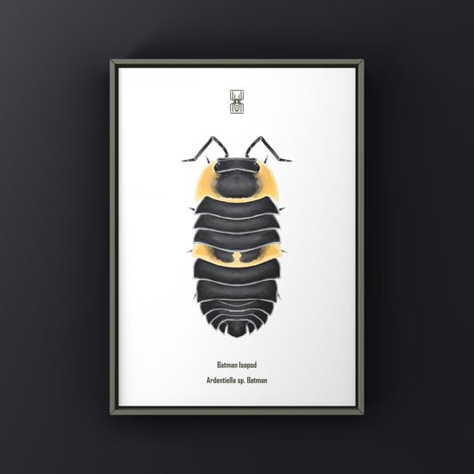 Close-up of Ardentiella sp. Batman isopod art print featuring detailed illustration of this unique crustacean on white background.