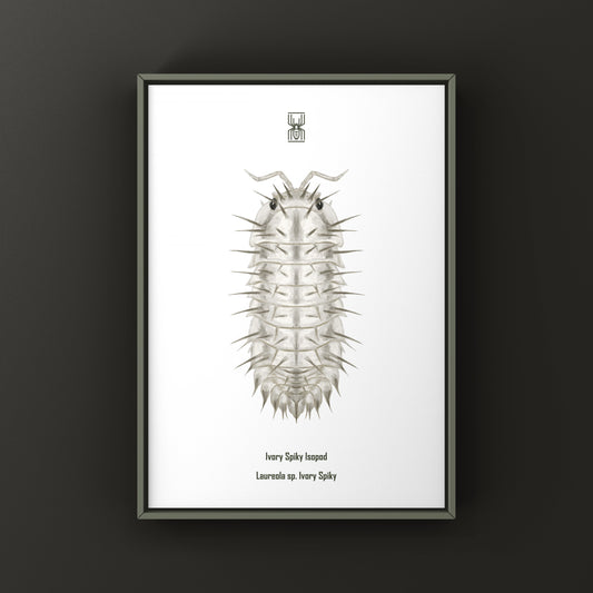 Ivory Spiky Isopod art print by The Silk Ranch featuring detailed ivory-colored isopod illustration on white background.