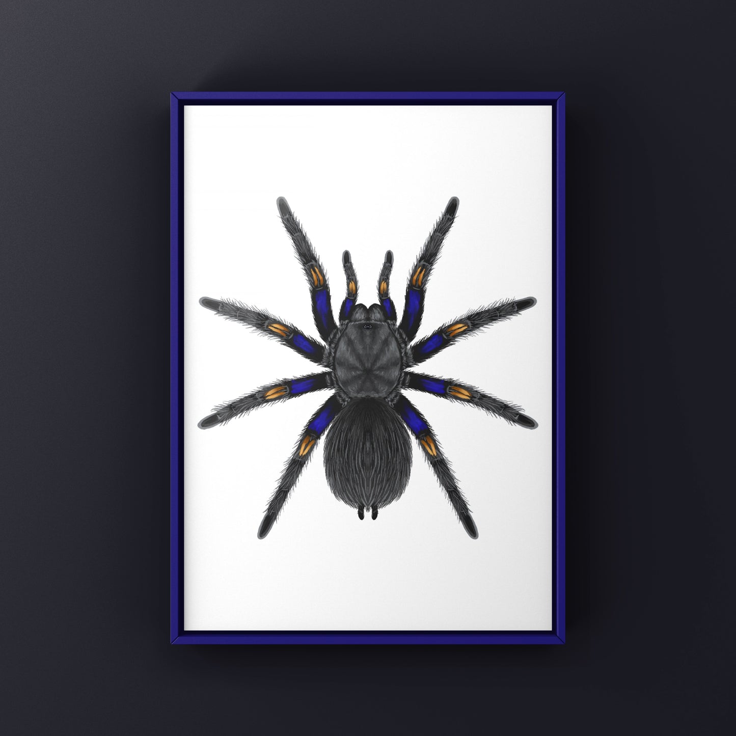 Chilean Blue Beauty Tarantula Art Print (Euathlus truculentus)