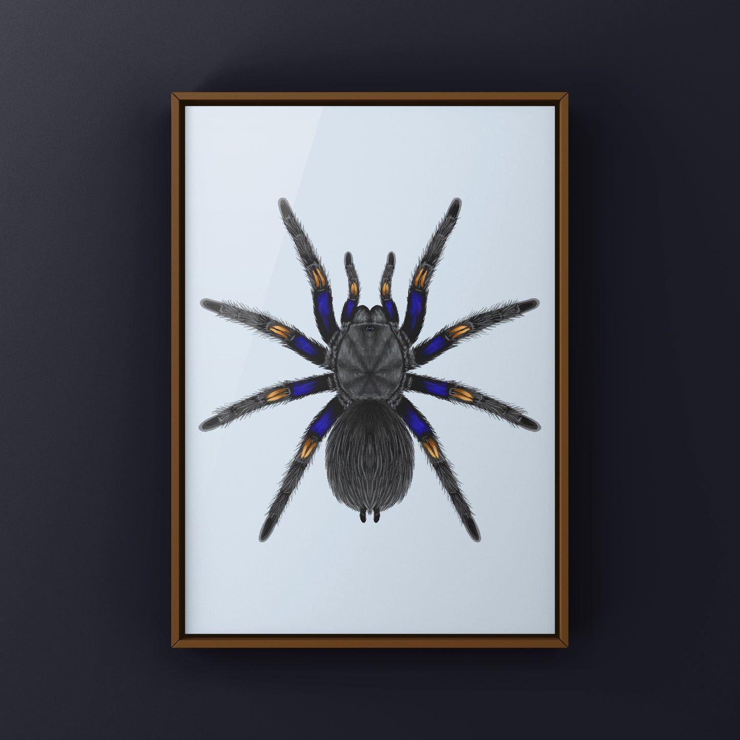 Chilean Blue Beauty Tarantula Art Print (Euathlus truculentus)