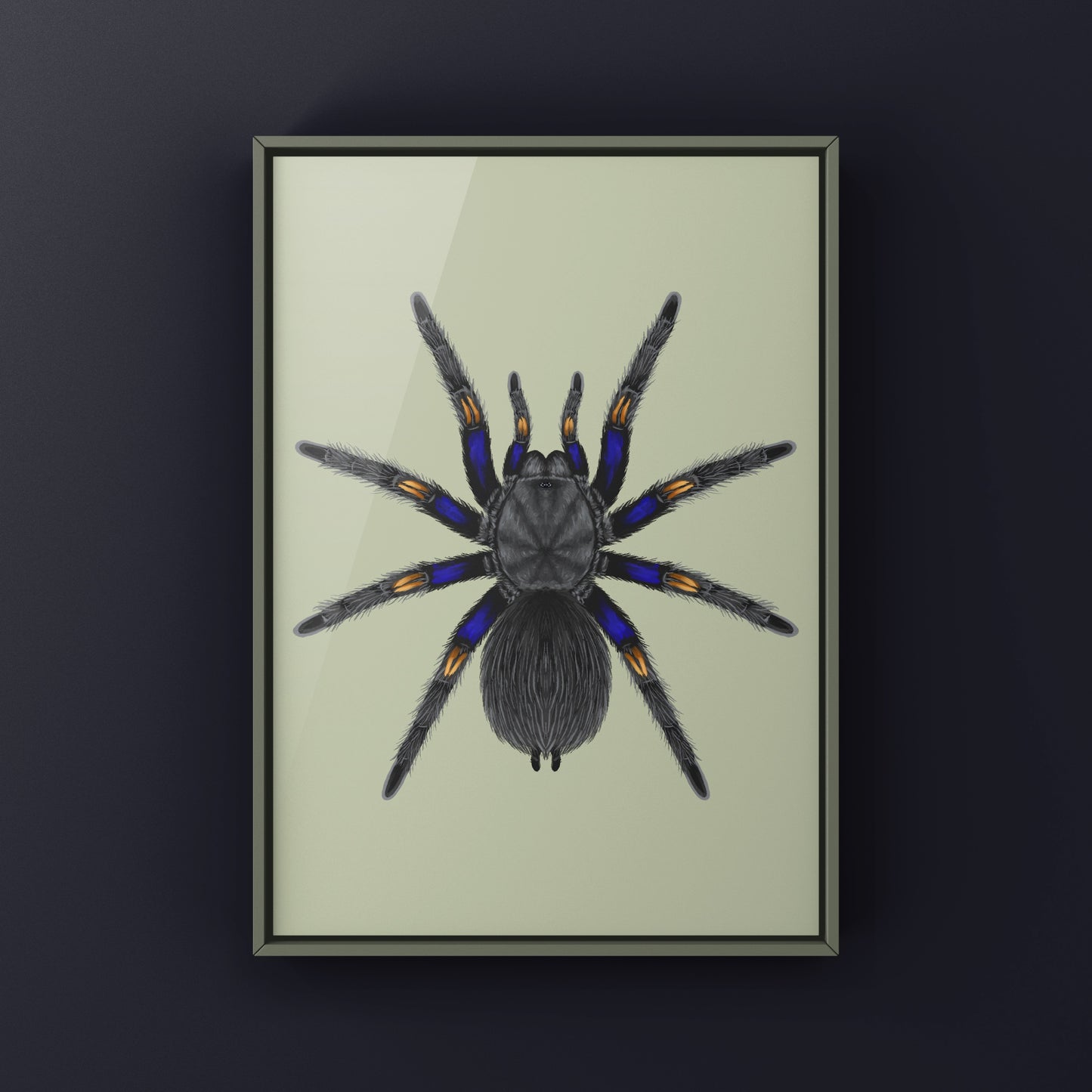 Chilean Blue Beauty Tarantula Art Print (Euathlus truculentus)